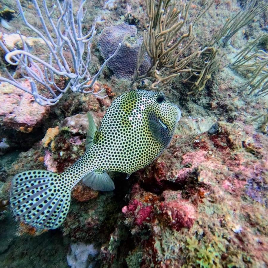 Hotel Taganga Dive Santa Marta Eksteriør billede