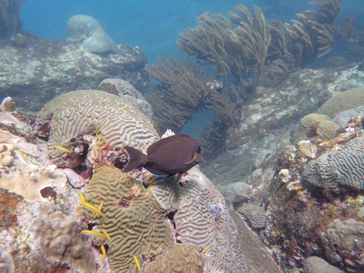 Hotel Taganga Dive Santa Marta Eksteriør billede